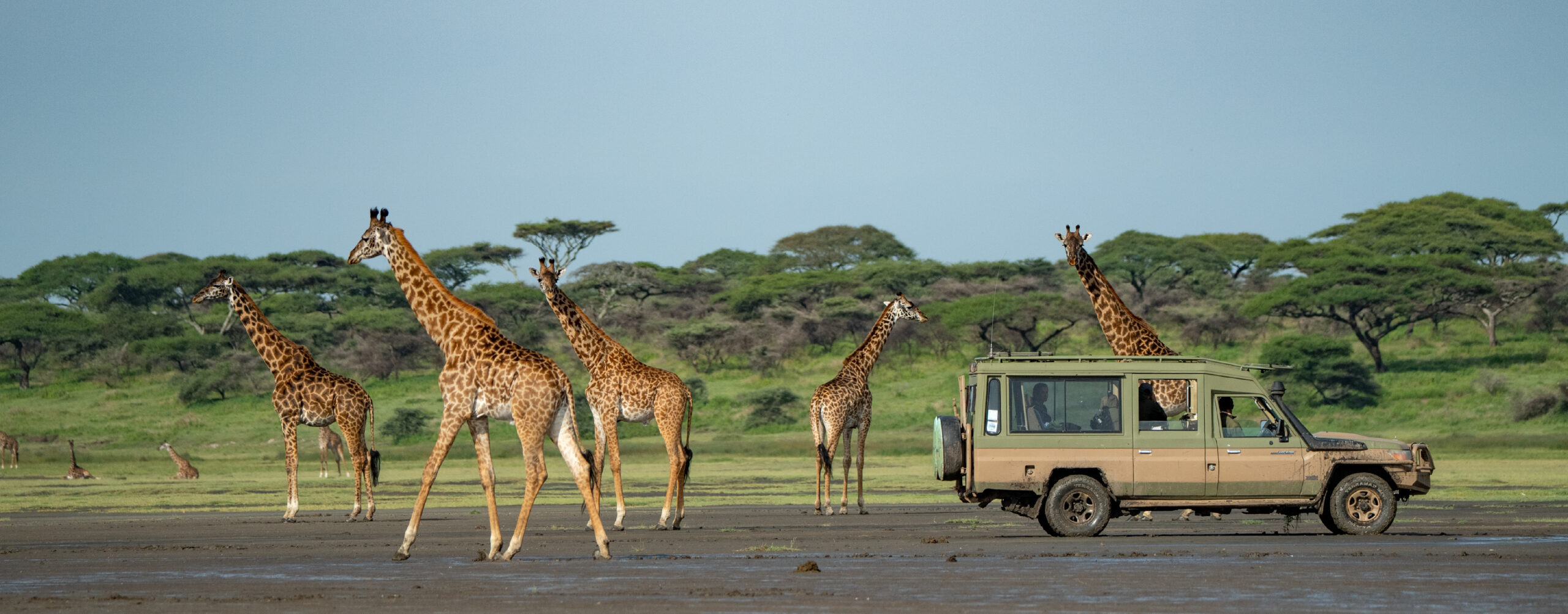 Giraffe walking near 4x4 safari jeep in Tarangire National Park, Tanzania