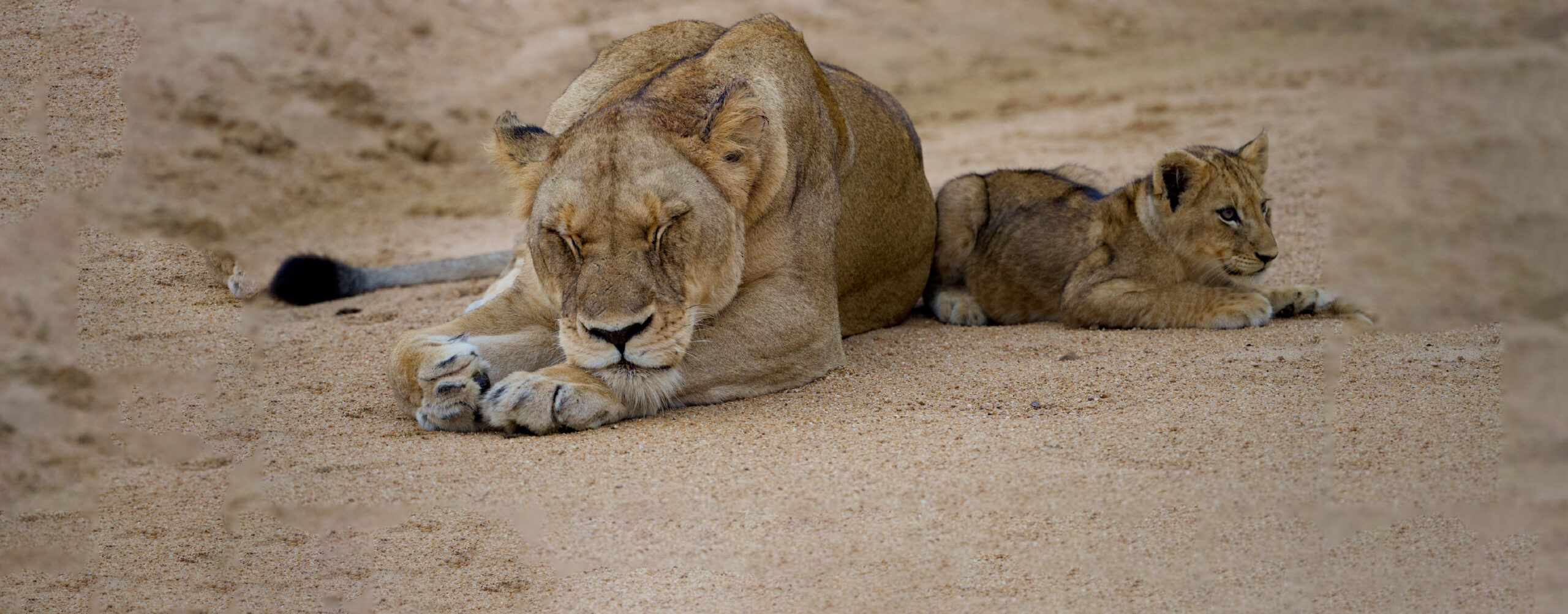 Lion and cub sleeping together peacefully in Tanzania national park