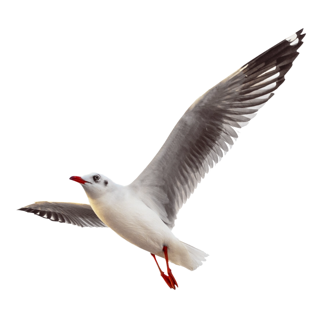 White bird standing gracefully in a Tanzania national park