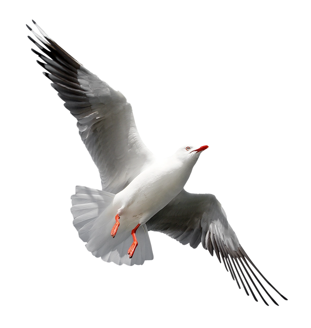 Grey bird perched on a branch in a Tanzania national park