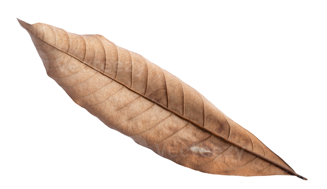 Close-up of a dry leaf on the ground in Tanzania national park
