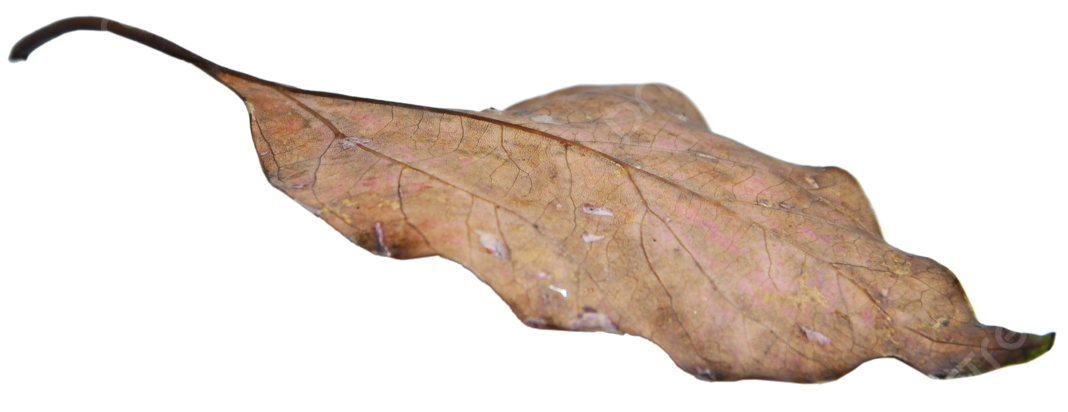 Close-up of a dry leaf on the ground in Tanzania national park