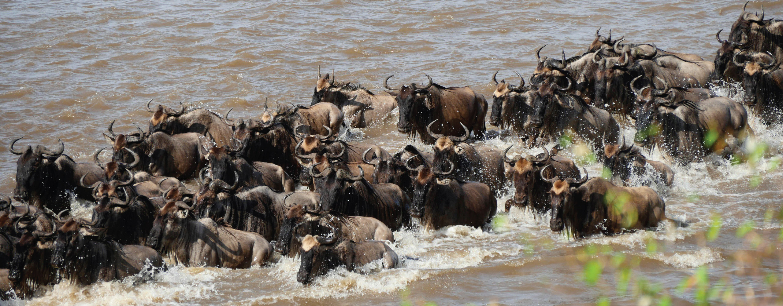 Wildebeest crossing the Mara River during the Serengeti Great Migration in Tanzania